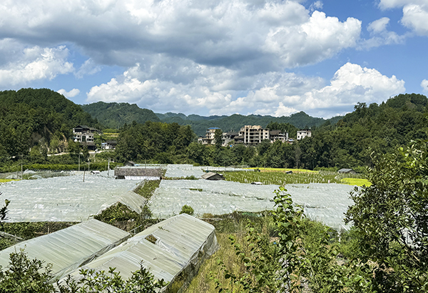 桃源乡典范项目，引领乡村发展新篇章