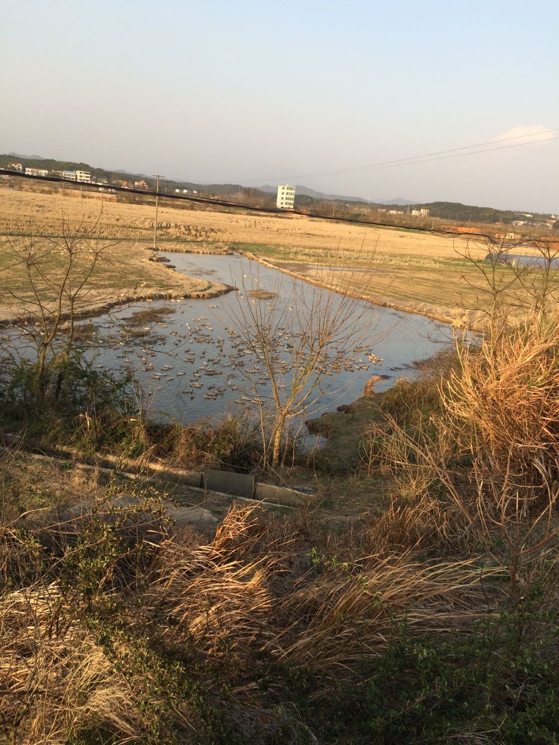 德安乡凤山镇天气预报更新通知